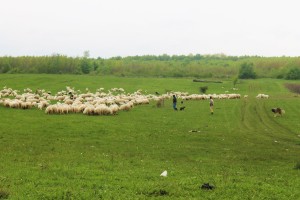 Owce, pasterze i psy pasterskie to stały widok przy trasach Rumunii